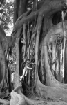 Ficus Marina 1963